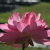 Nelumbo sp. 'Rosa Plena'