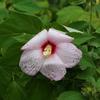 Hibiscus moscheutos