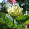 Nelumbo lutea