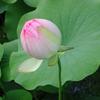 Nelumbo sp. 'Mrs. P.D. Slocum'