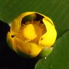 Nuphar lutea