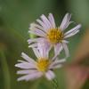 Aster nemoralis