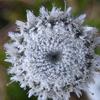 Eriocaulon aquaticum