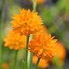 Polygala lutea