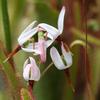 Vaccinium macrocarpon