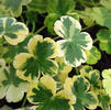 Hydrocotyle ranunculoides 'Crystal Ball'