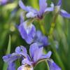 Iris versicolor