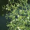 Alisma subcordatum