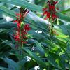 Lobelia cardinalis