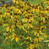 Rudbeckia laciniata