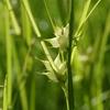 Carex intumescens