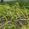 Carex lupulina