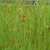 Carex scoparia