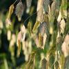 Chasmanthium latifolium