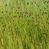 Eleocharis obtusa