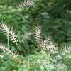 Elymus hystrix