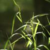 Elymus virginicus