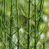 Equisetum fluviatile