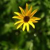 Helianthus angustifolius