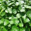 Hydrocotyle ranunculoides