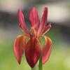 Iris fulva