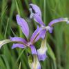 Iris prismatica