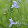 Mimulus ringens