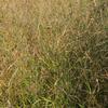 Panicum virgatum