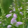 Physostegia virginiana