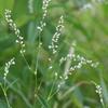 Polygonum amphibium