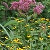 Rudbeckia triloba