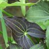 Sagittaria australis 'Benni'