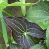 Sagittaria australis 'Benni'