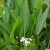 Sagittaria rigida