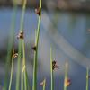 Scirpus americanus