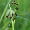 Scirpus atrovirens