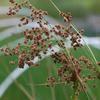 Scirpus cyperinus