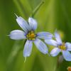 Sisyrinchium angustifolium