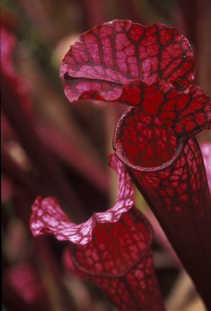 Sarracenia x - 'Dana's Delight'