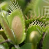 Venus Fly Trap