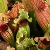 Sarracenia x 'Hollandia' (leuco hybrid)