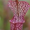 Sarracenia x (readii x moorei)