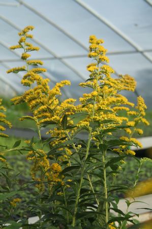 Solidago rugosa - Wrinkled Leaf Goldenrod