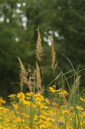 Sorghastrum nutans - Indiangrass
