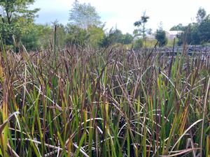 Sparganium americanum - Lesser bur-reed