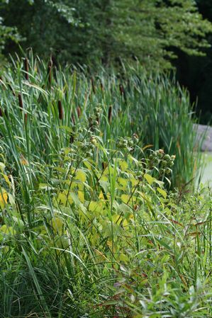 Typha latifolia - Broad Leaf Cattails