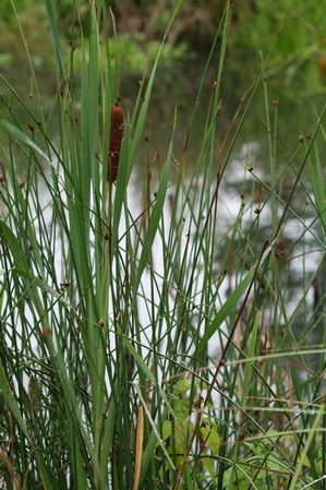 Typha angustifolia - Narrow Leaf Cattails