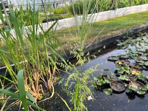 Zizania aquatica - Wild Rice