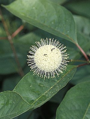 Cephalanthus occidentalis - Buttonbush