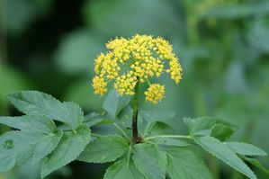 Zizia aurea - Golden Alexanders